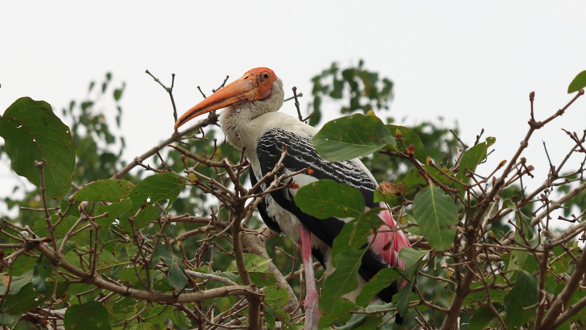 Painted Stork - ML598832391