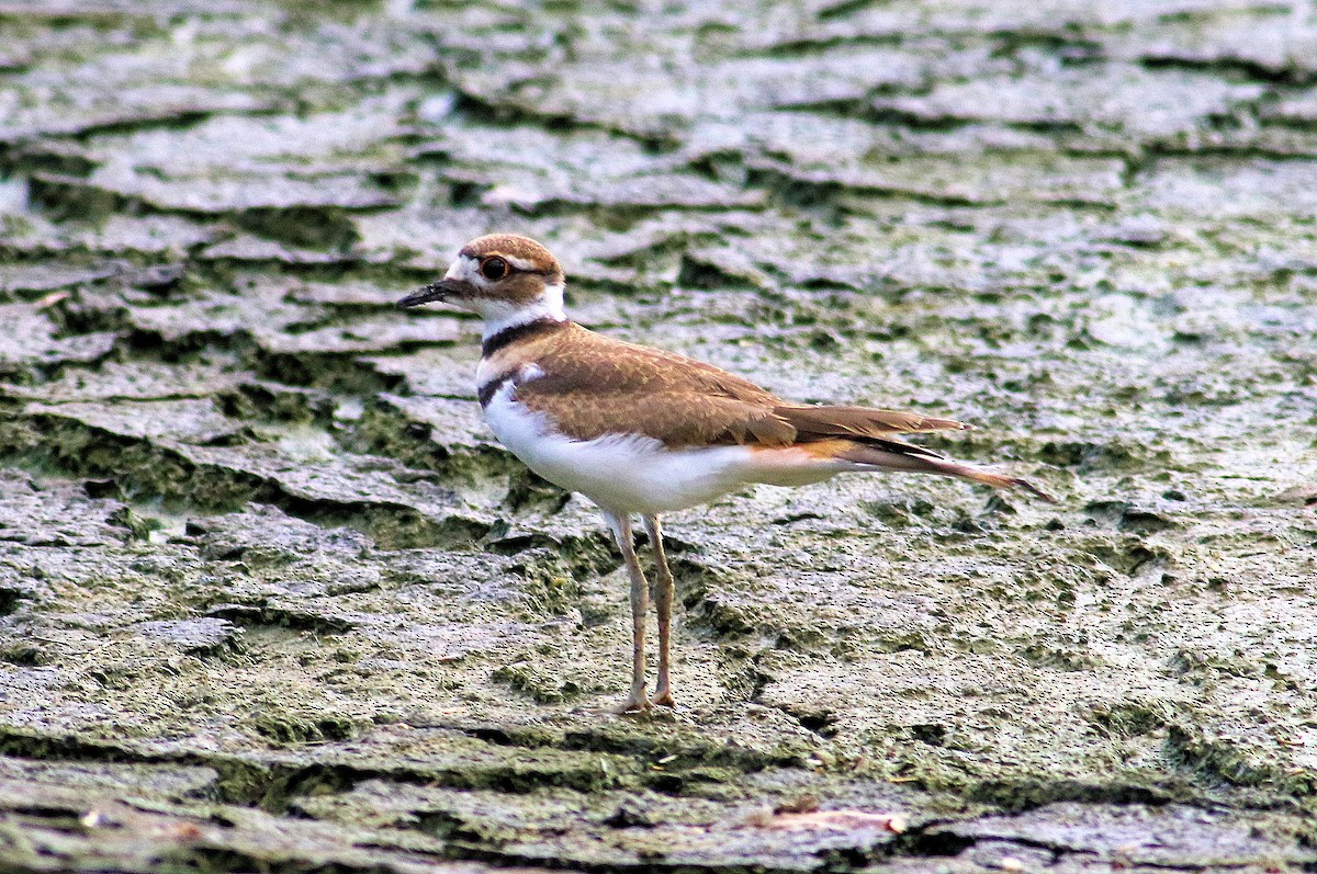 Killdeer - ML598833351