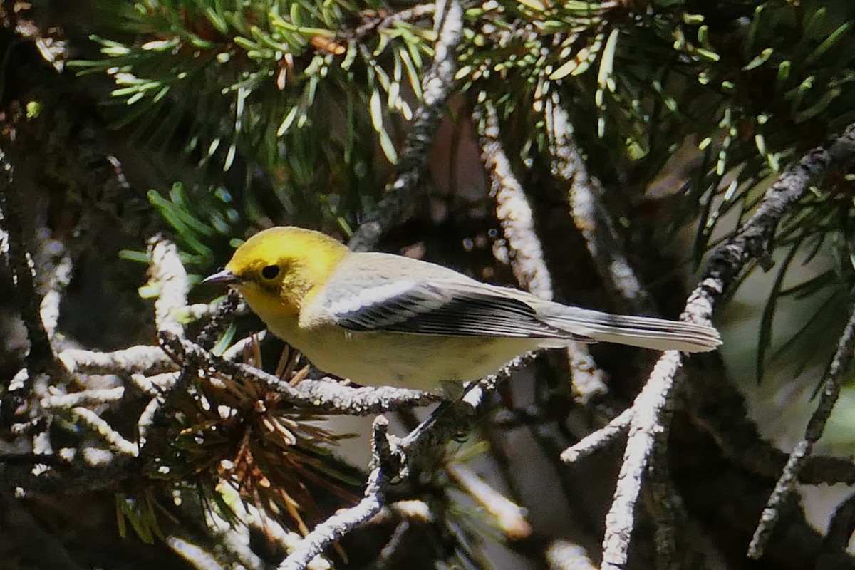 Hermit Warbler - ML598833421