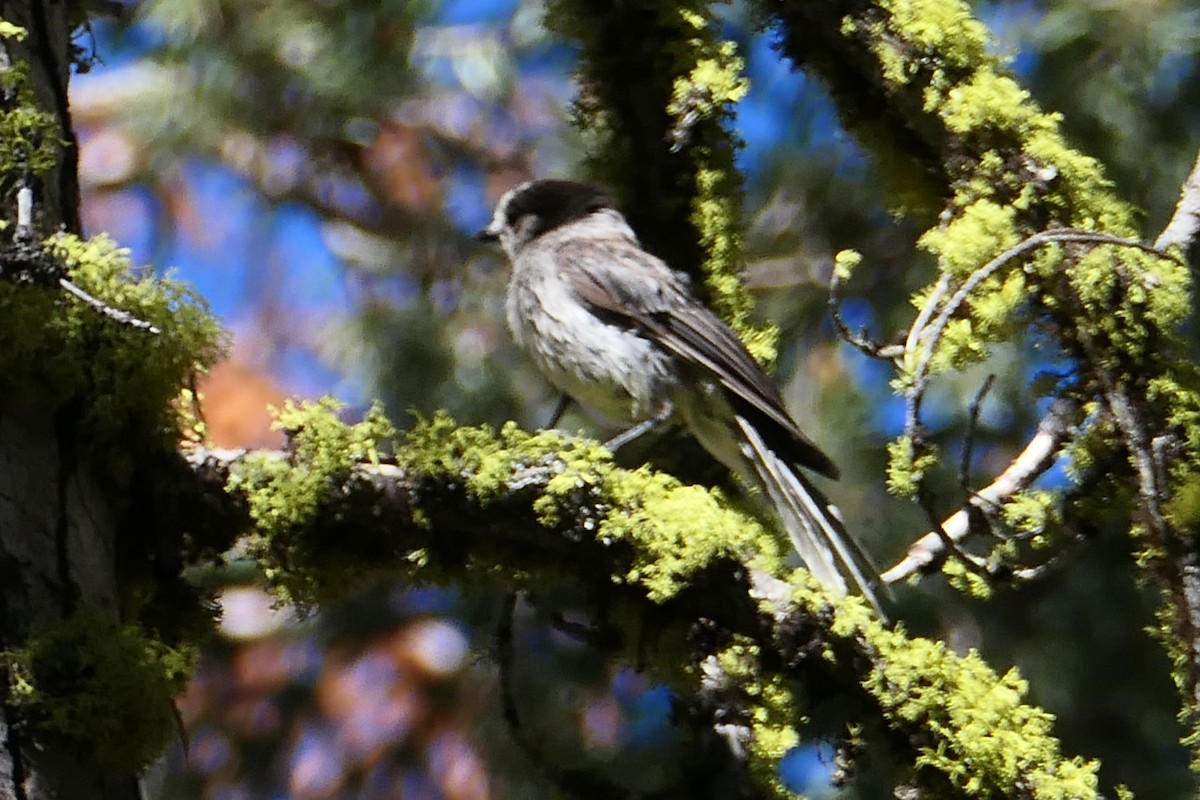 Canada Jay - ML598833521