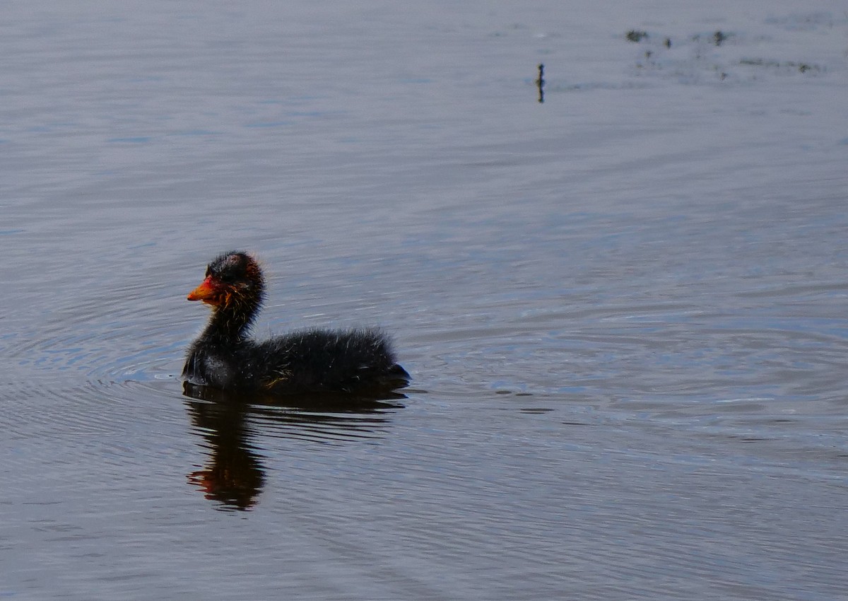 American Coot - ML598833781