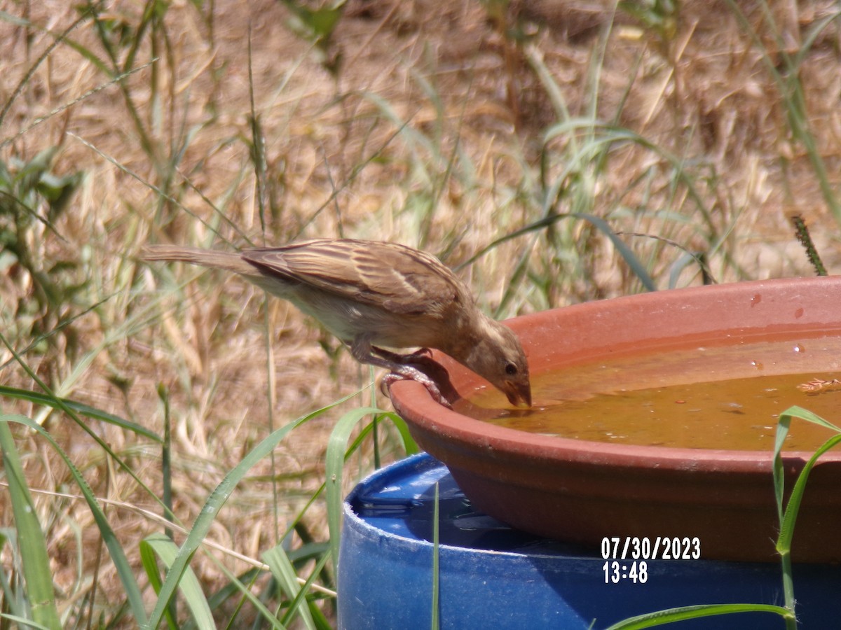 דרור הבית - ML598833961