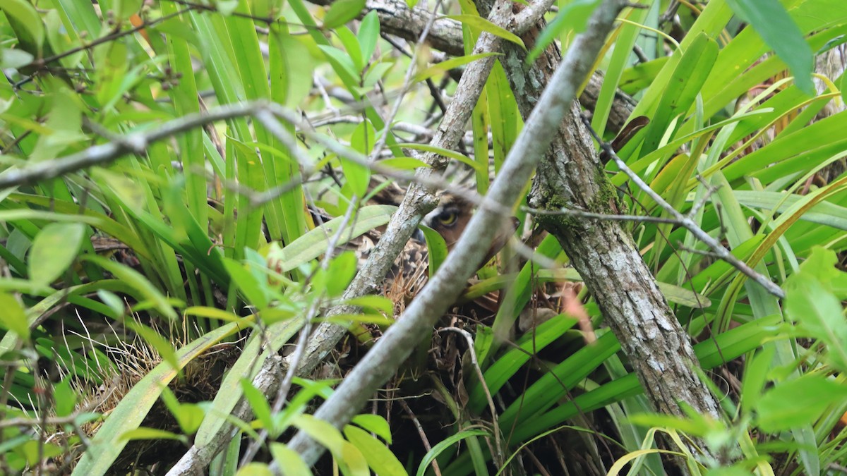 Buffy Fish-Owl - Sabine Sill