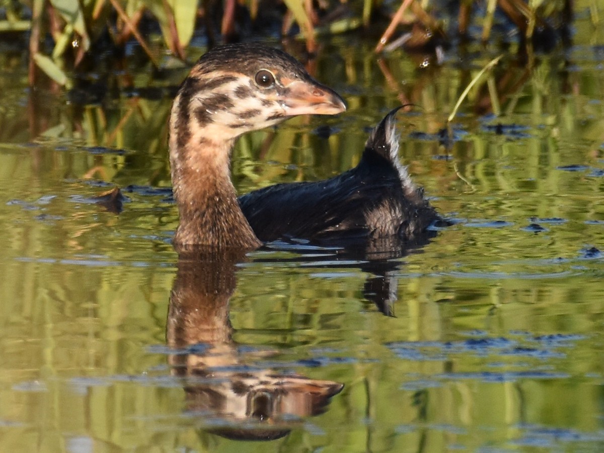 Pied-billed Grebe - ML598834311