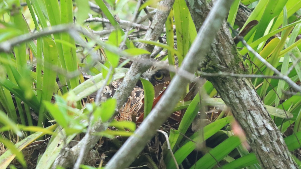 Buffy Fish-Owl - ML598834451