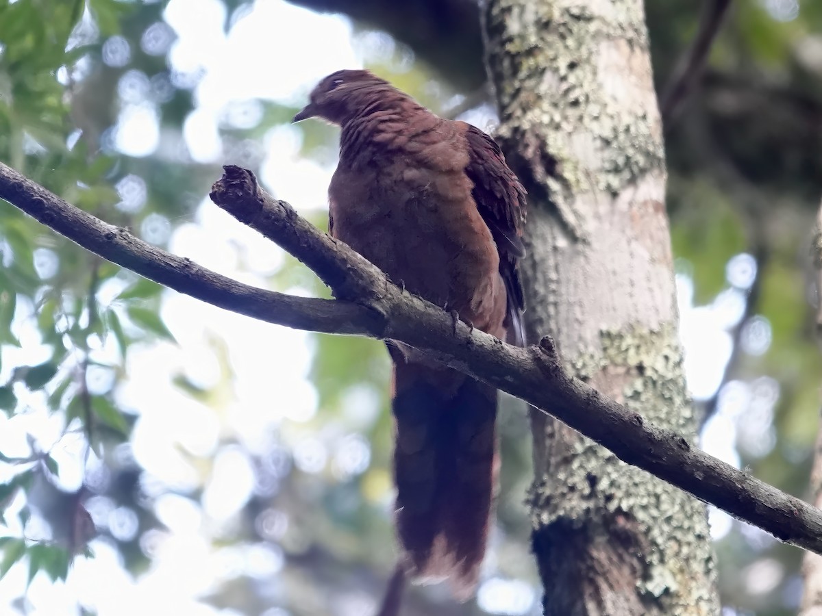 Brown Cuckoo-Dove - ML598834801