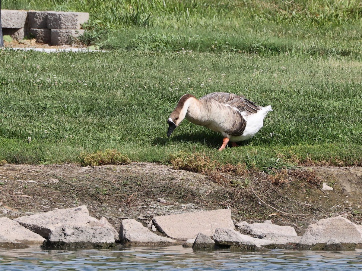 Domestic goose sp. (Domestic type) - ML598834961