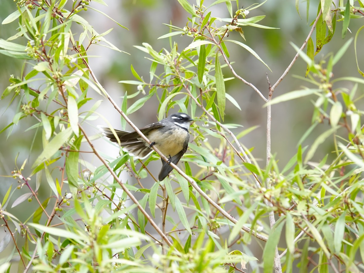 Gray Fantail - Whitney Mortimer