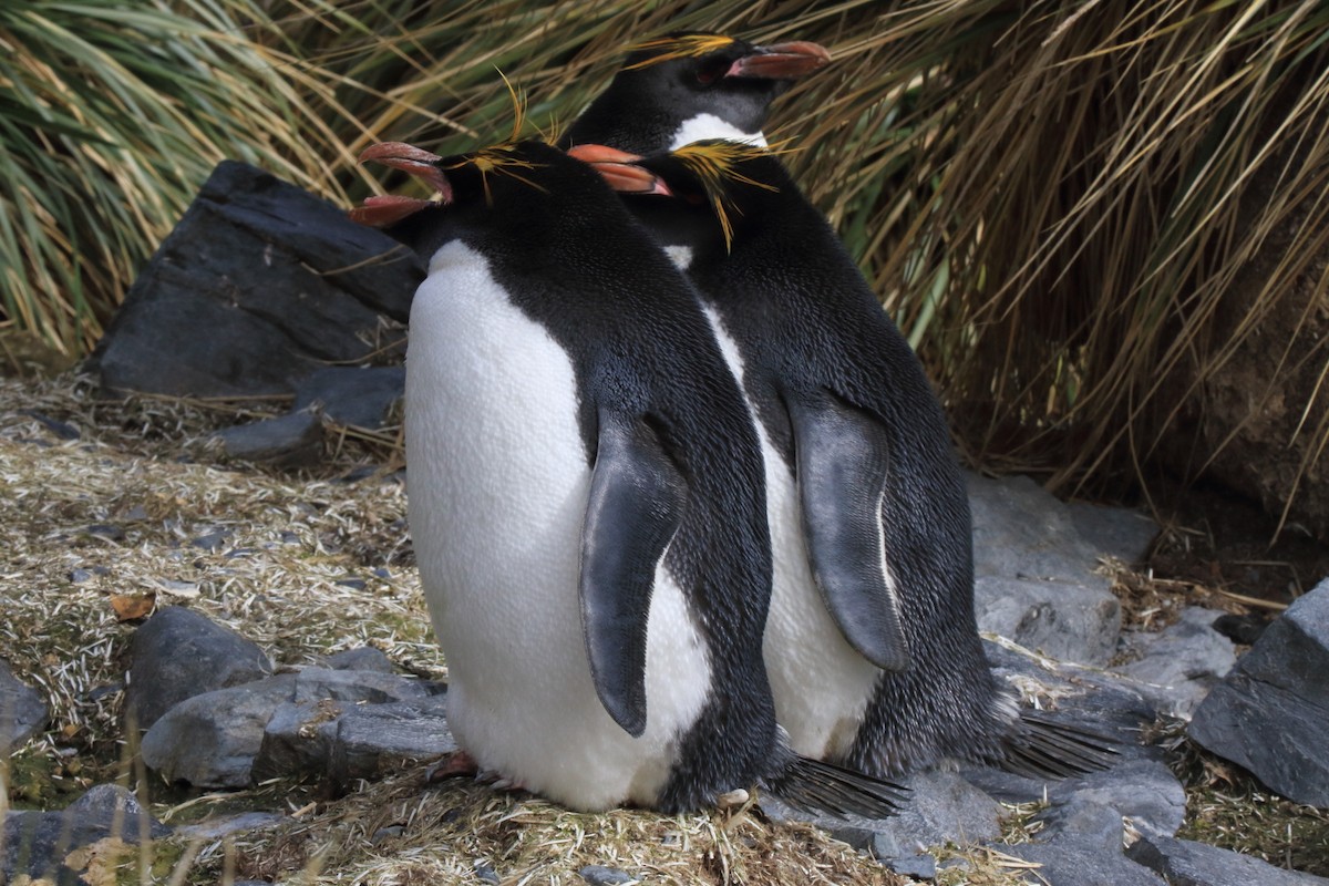 Златохохлый пингвин - ML598835571