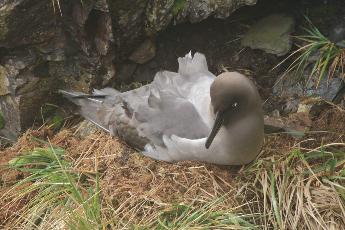 albatros světlehřbetý - ML598835681