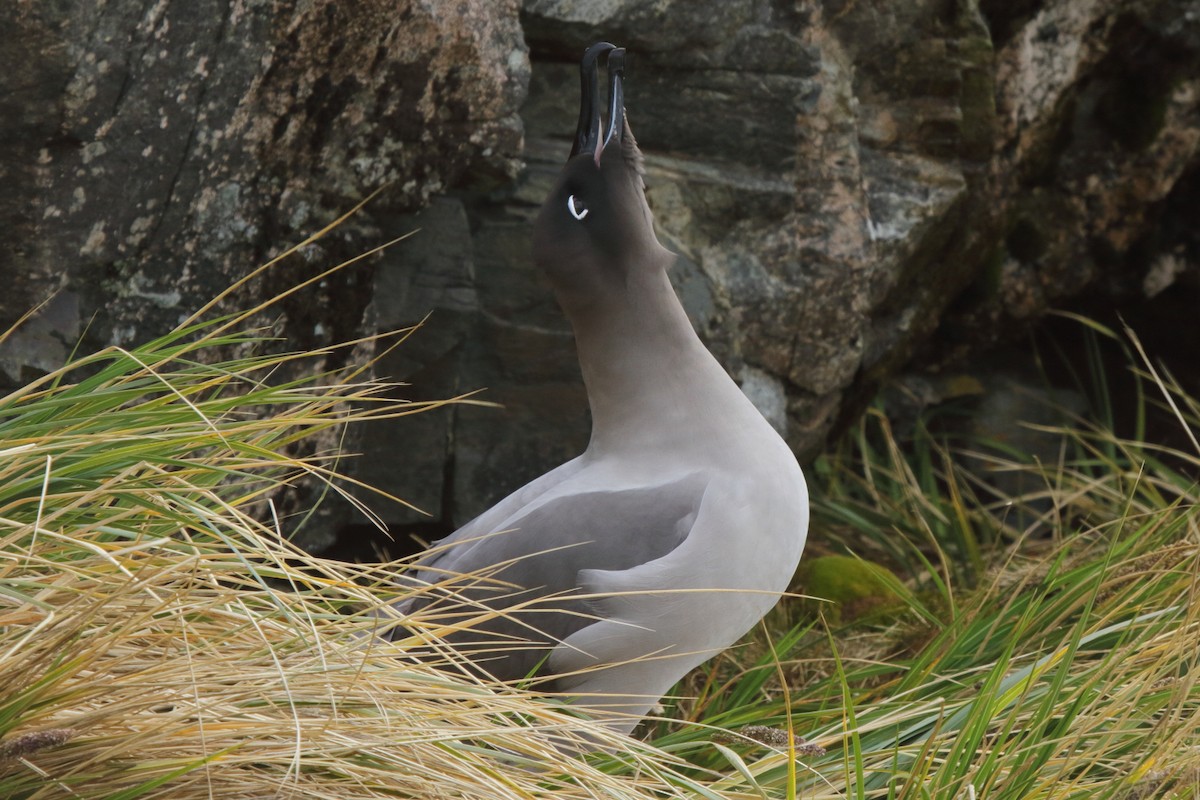albatros světlehřbetý - ML598835691
