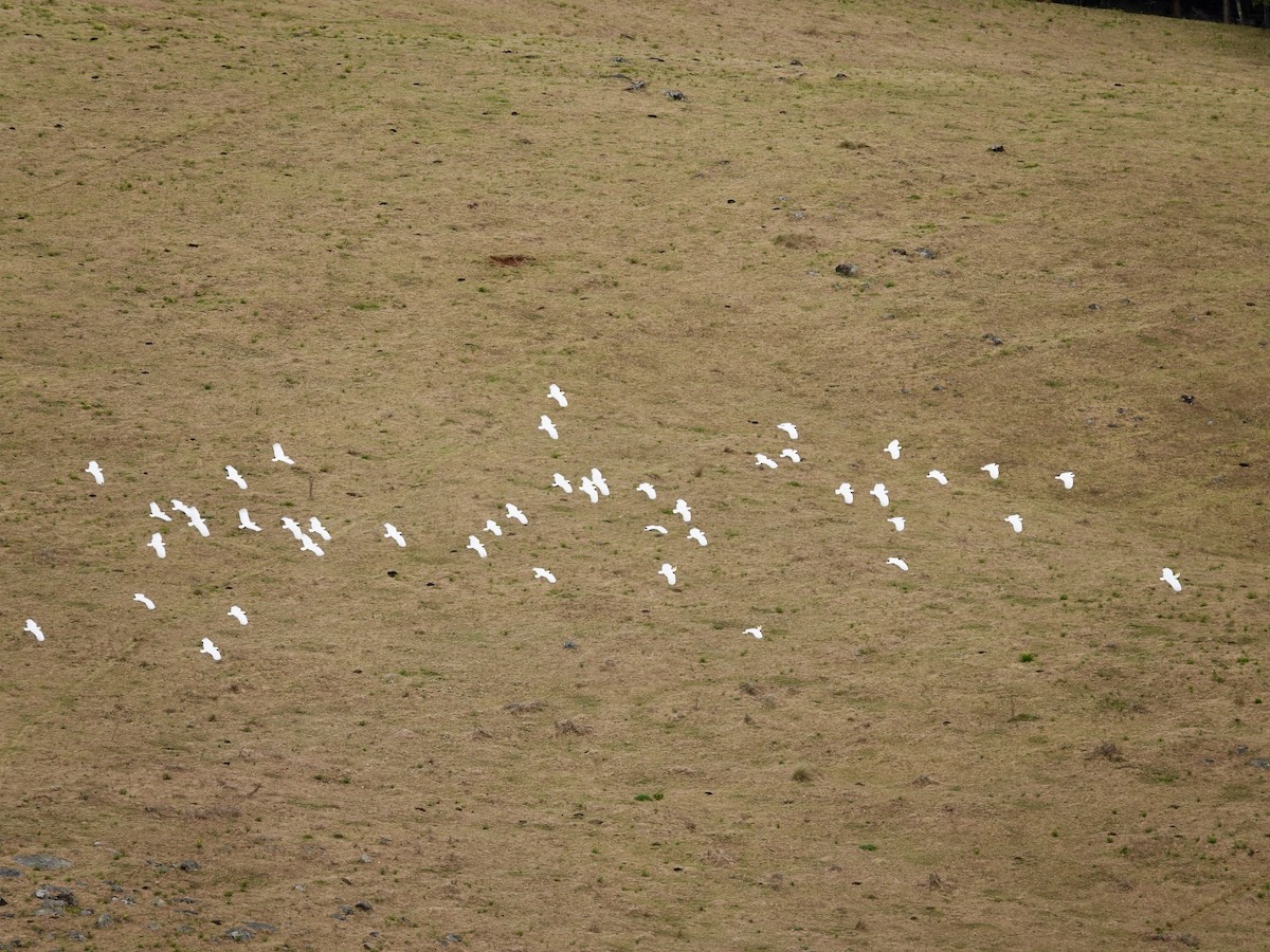 Sulphur-crested Cockatoo - ML598836181