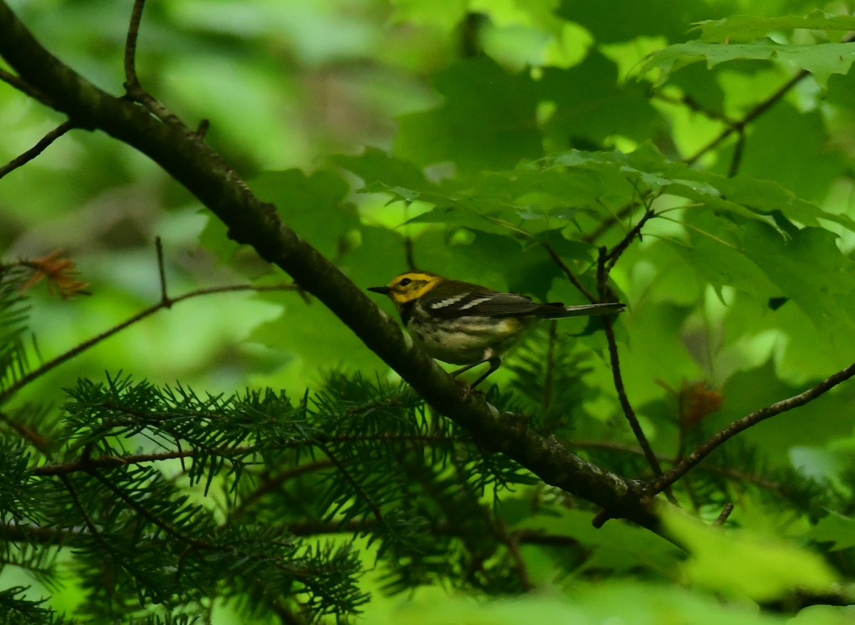 Grünmantel-Waldsänger - ML598836201