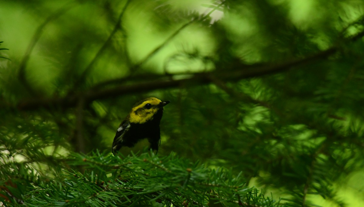 Black-throated Green Warbler - ML598836211
