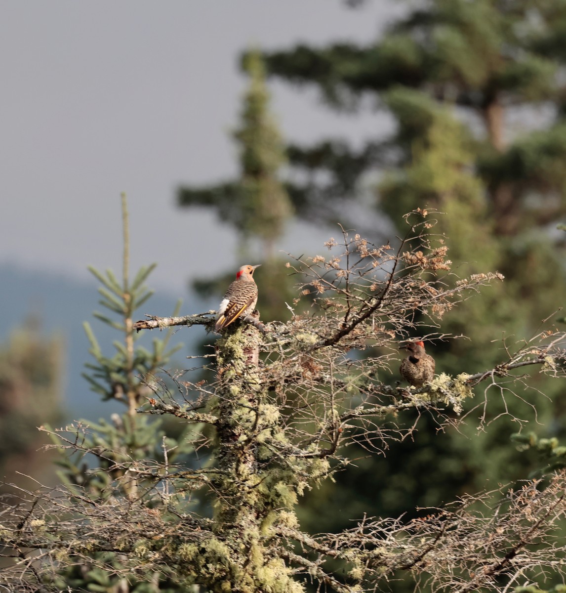 Northern Flicker (Yellow-shafted) - Harold Brewer