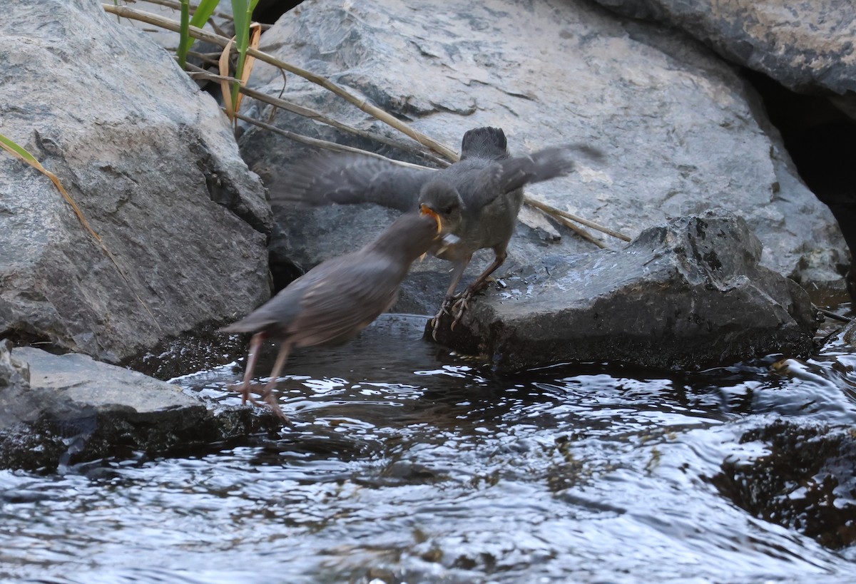 American Dipper - ML598836741