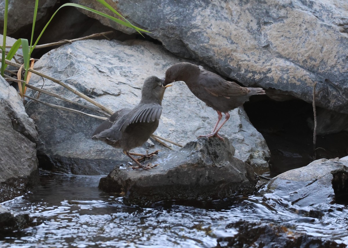 American Dipper - ML598836751