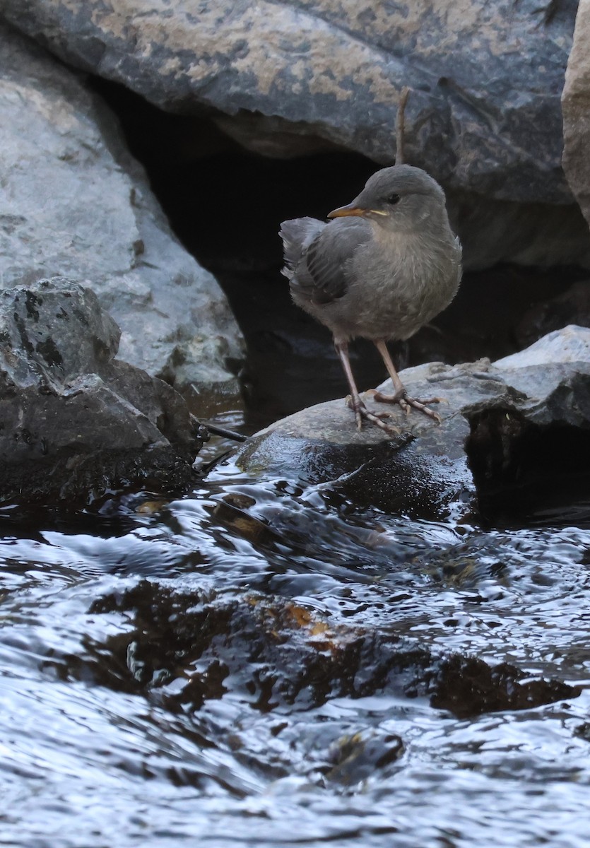 American Dipper - ML598836791