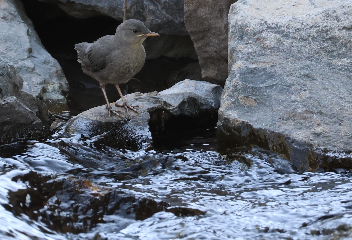 American Dipper - ML598836801