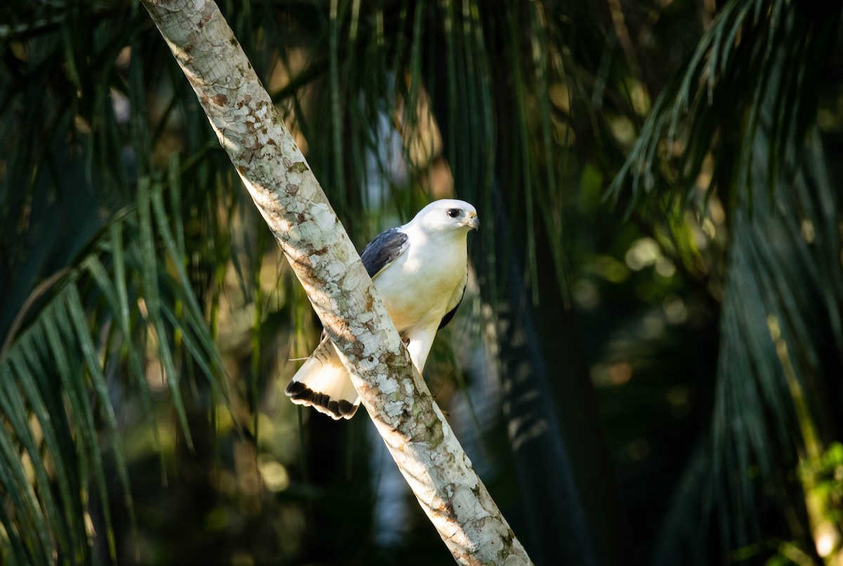 White-necked Hawk - Paulo Sillig