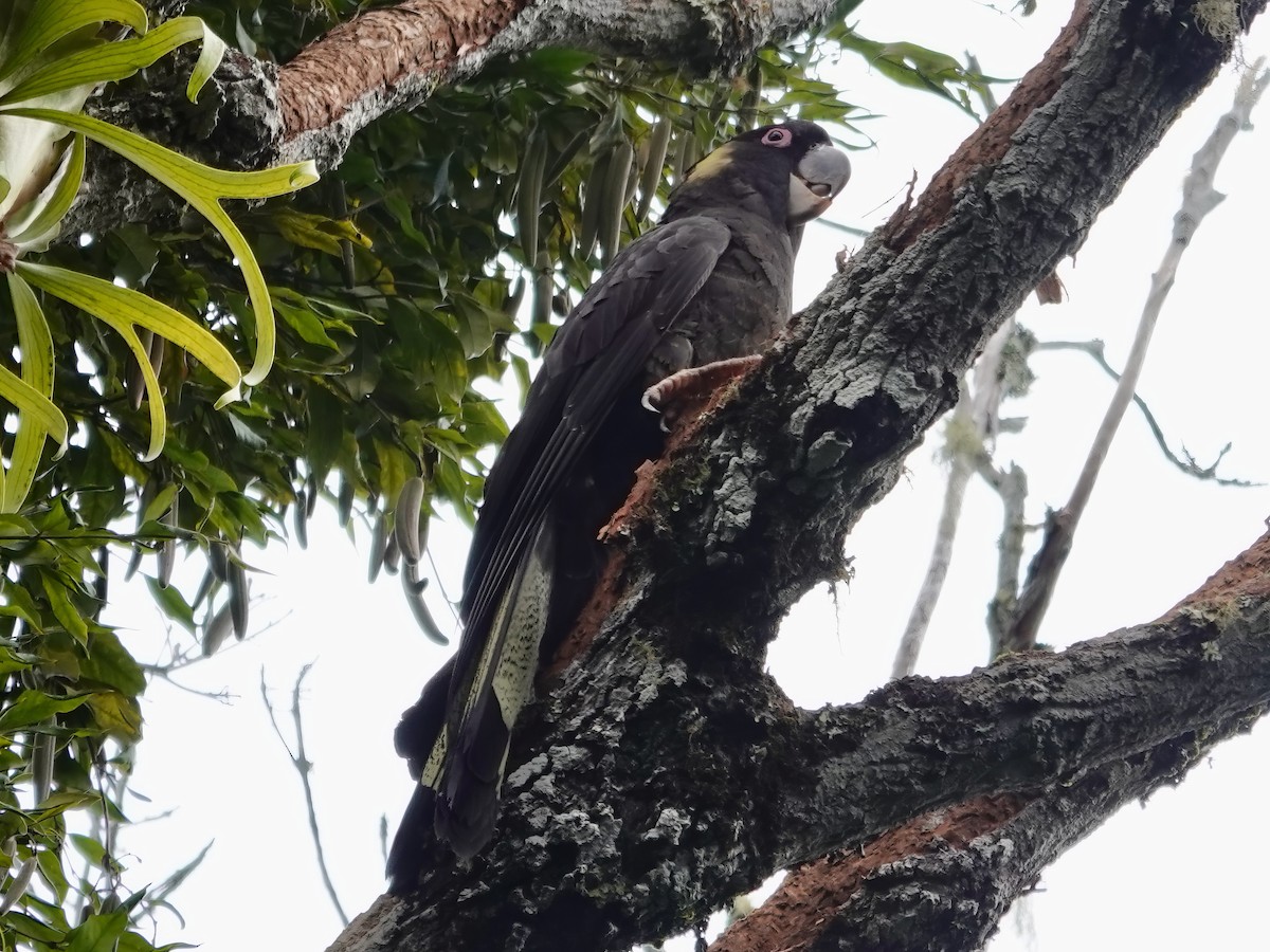 Yellow-tailed Black-Cockatoo - ML598838211
