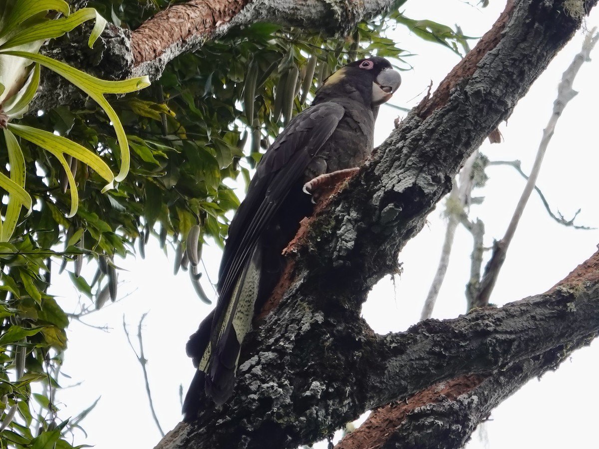 Cacatúa Fúnebre Coliamarilla - ML598838211