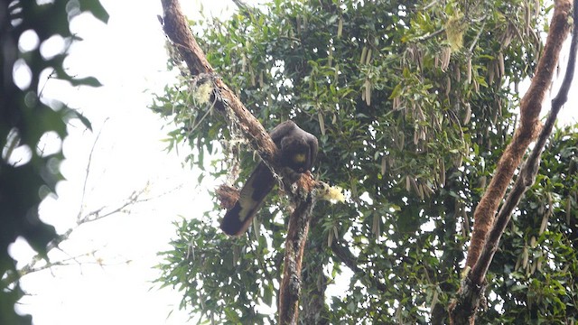 Cacatúa Fúnebre Coliamarilla - ML598838301