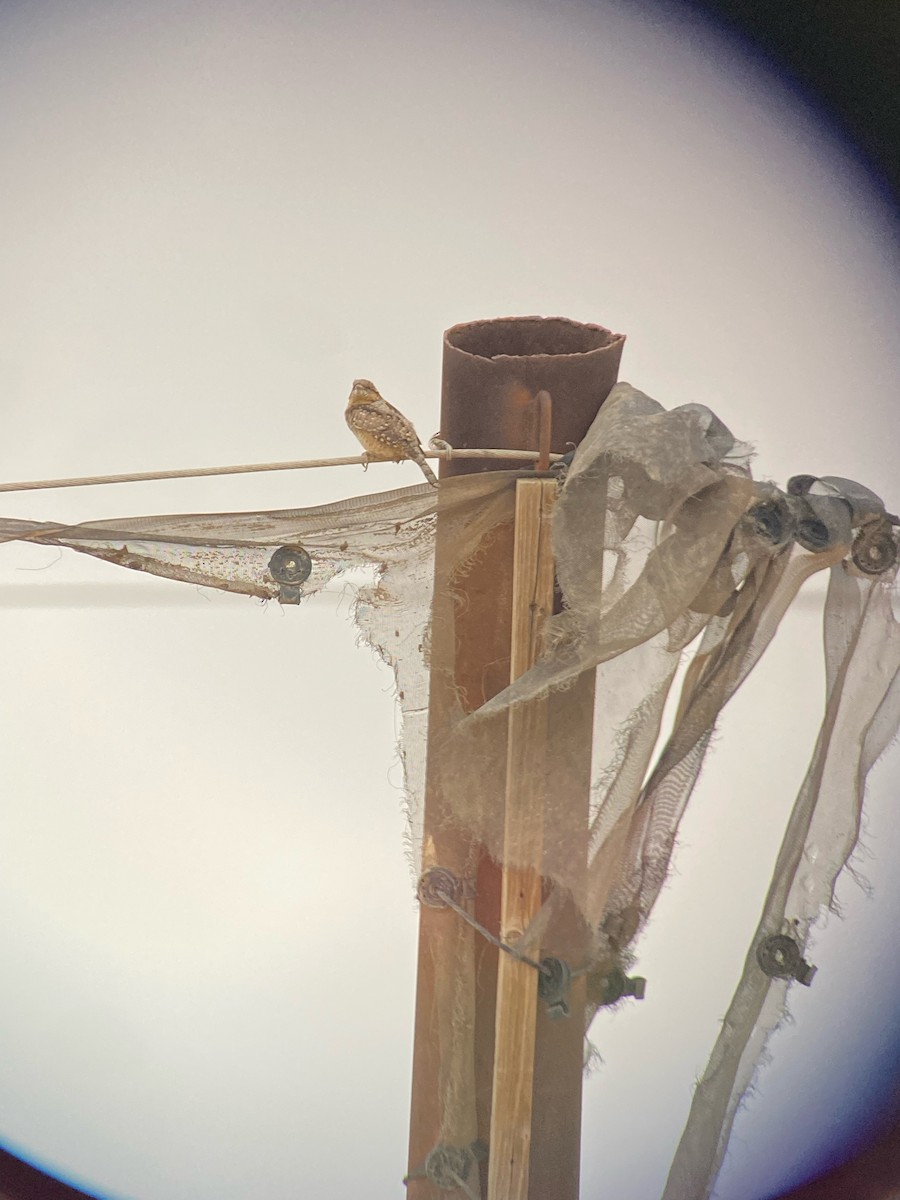 Eurasian Wryneck - ML598838721