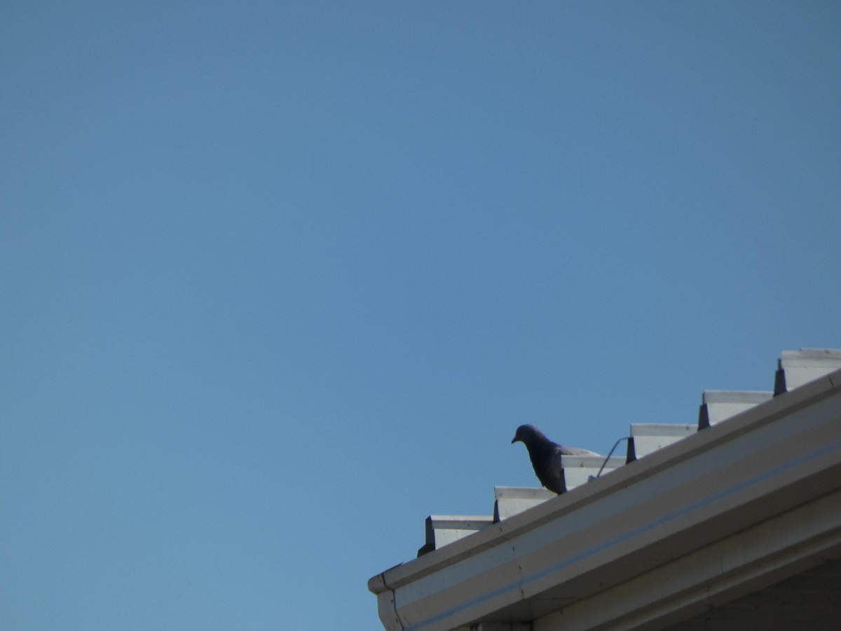 Rock Pigeon (Feral Pigeon) - ML598839051