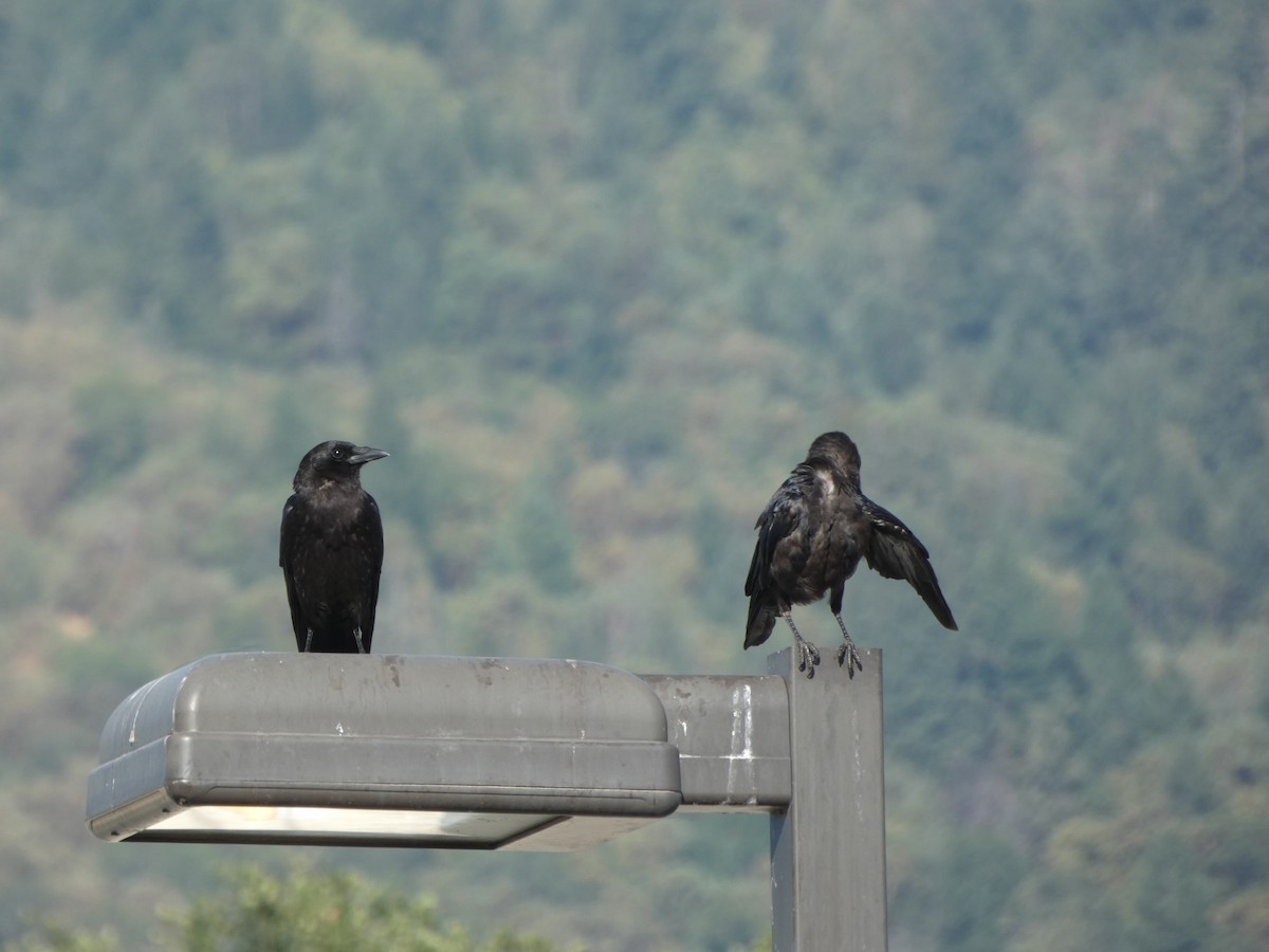 American Crow - ML598839261