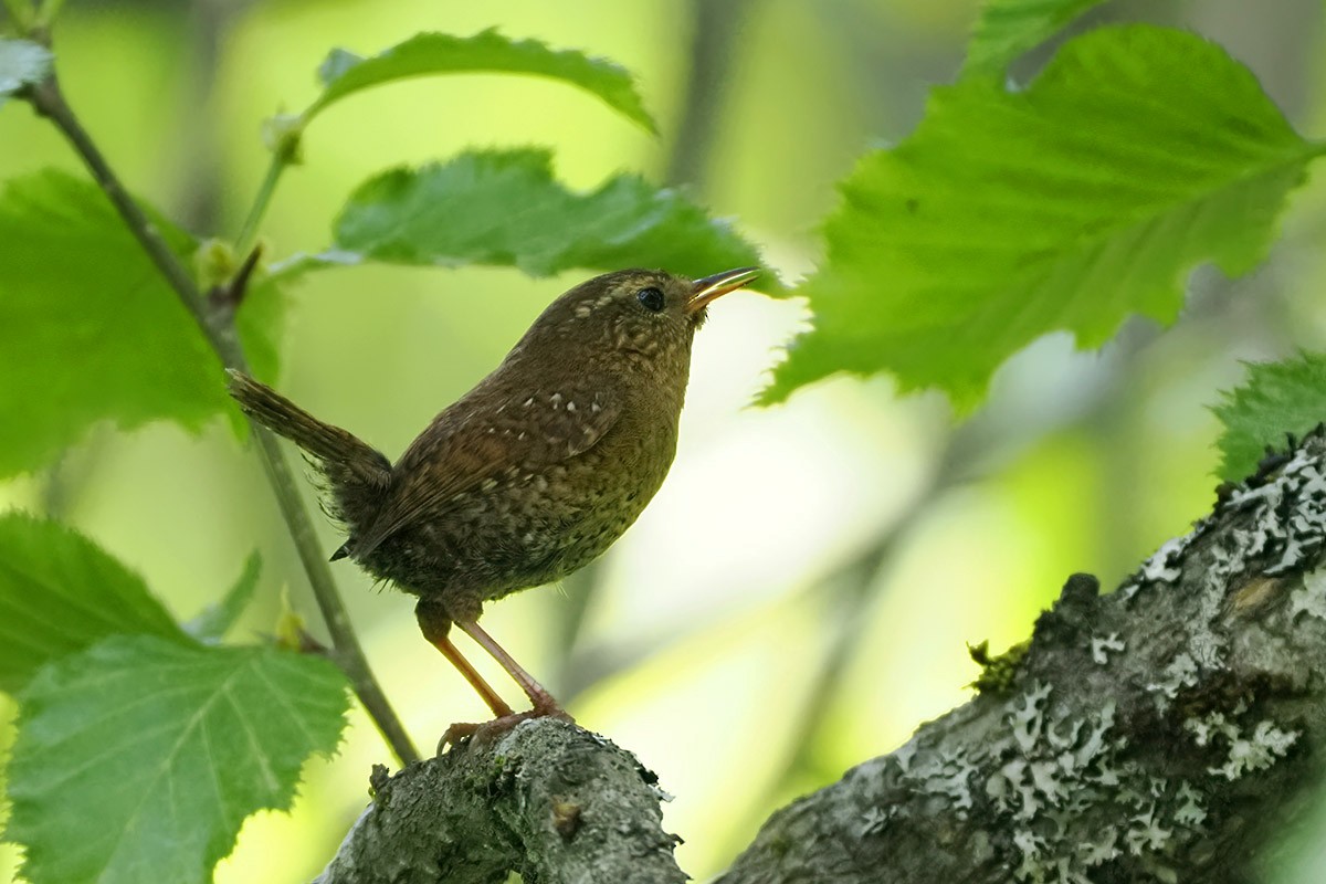 Pacific Wren - Jose Antonio Lama