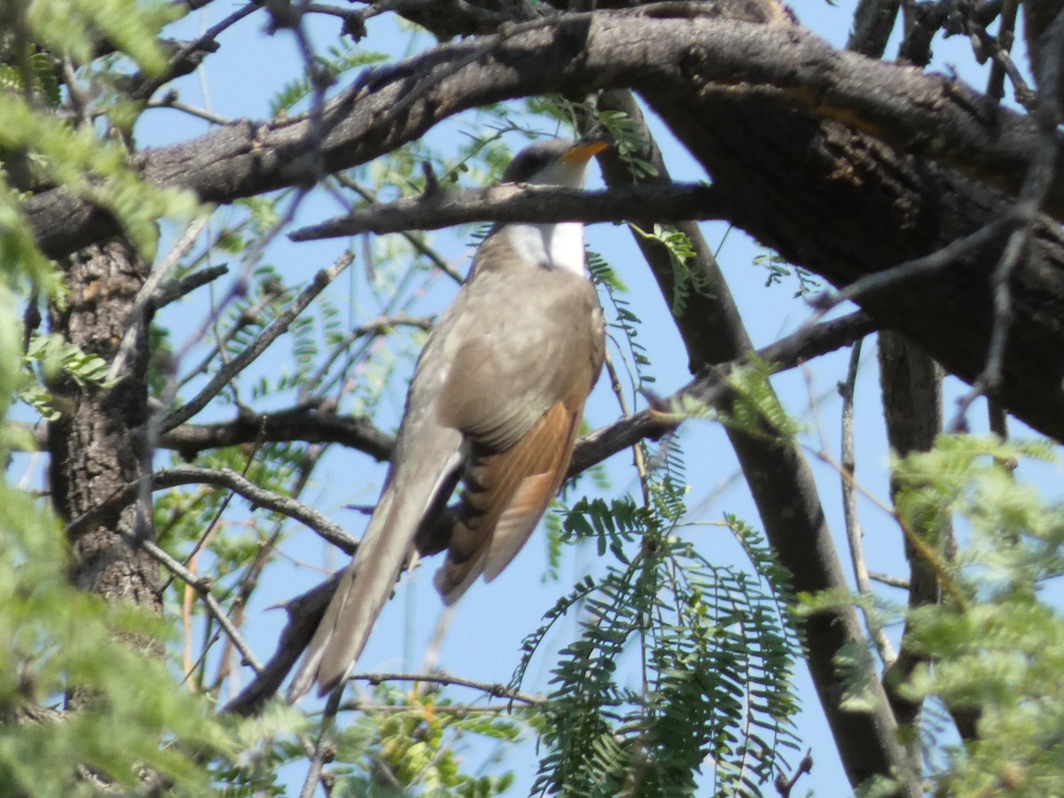 Yellow-billed Cuckoo - ML598840181