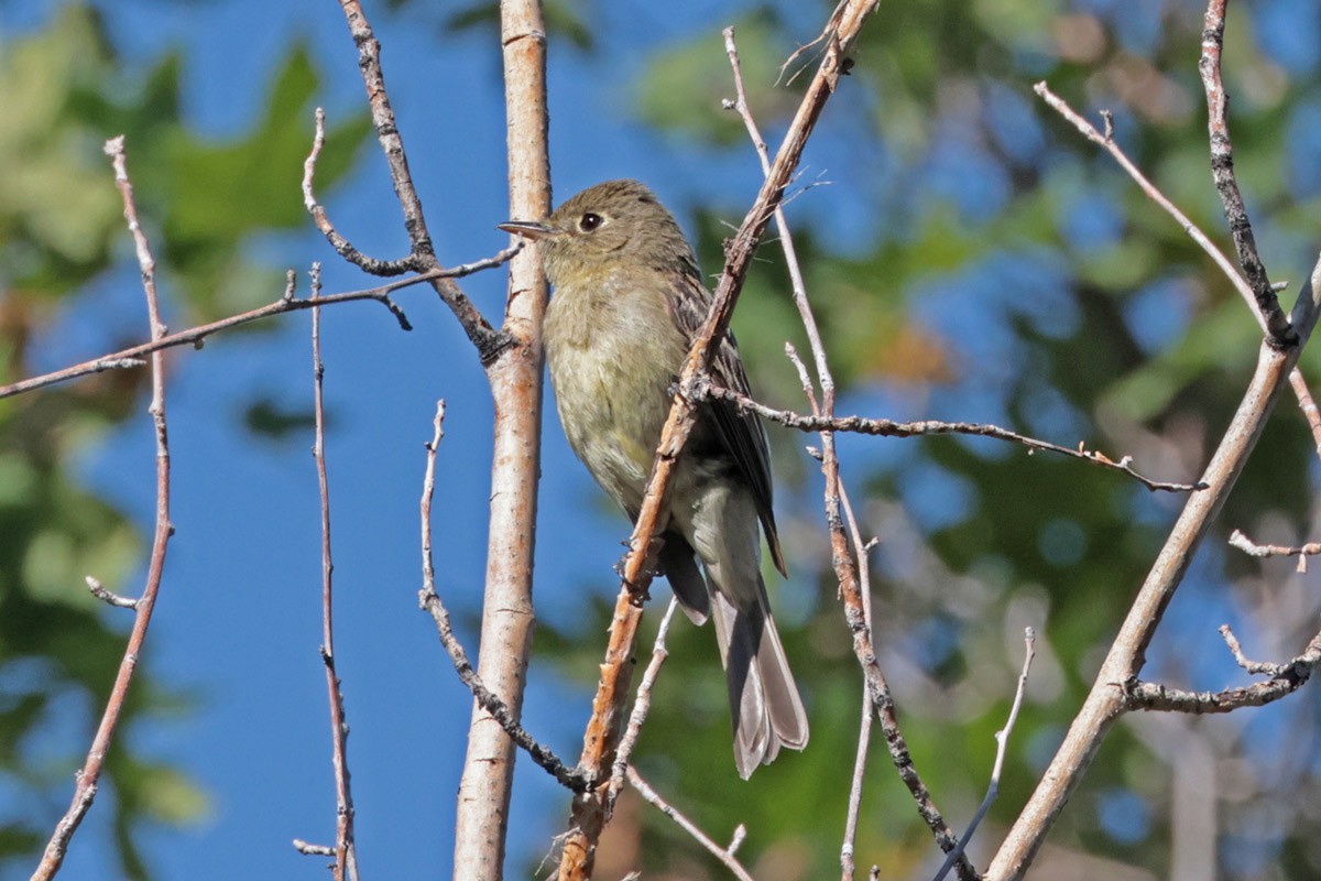 Western Flycatcher (Cordilleran) - ML598840361