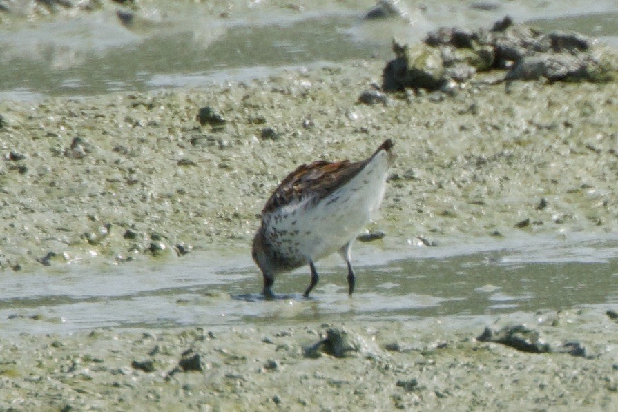 Western Sandpiper - ML598841071