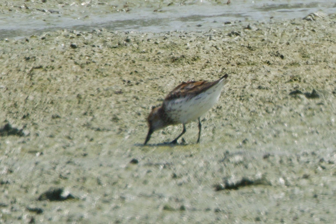 Western Sandpiper - ML598841091