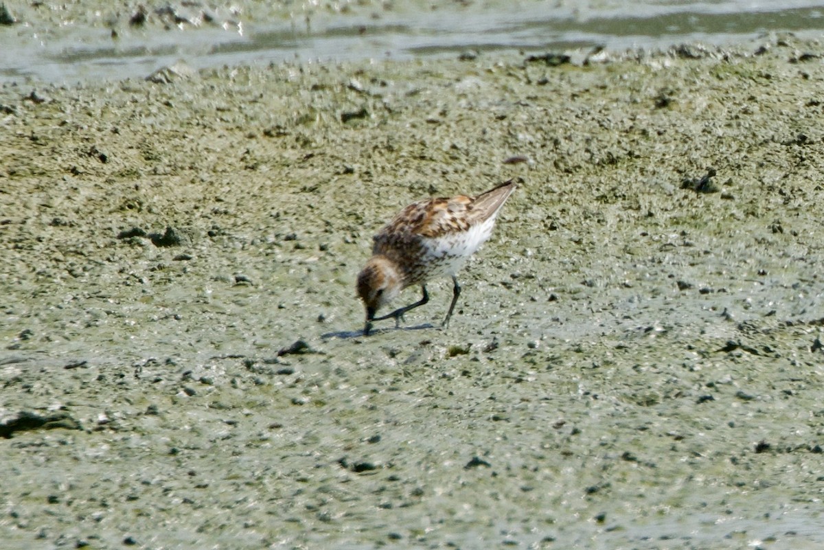 Bergstrandläufer - ML598841111