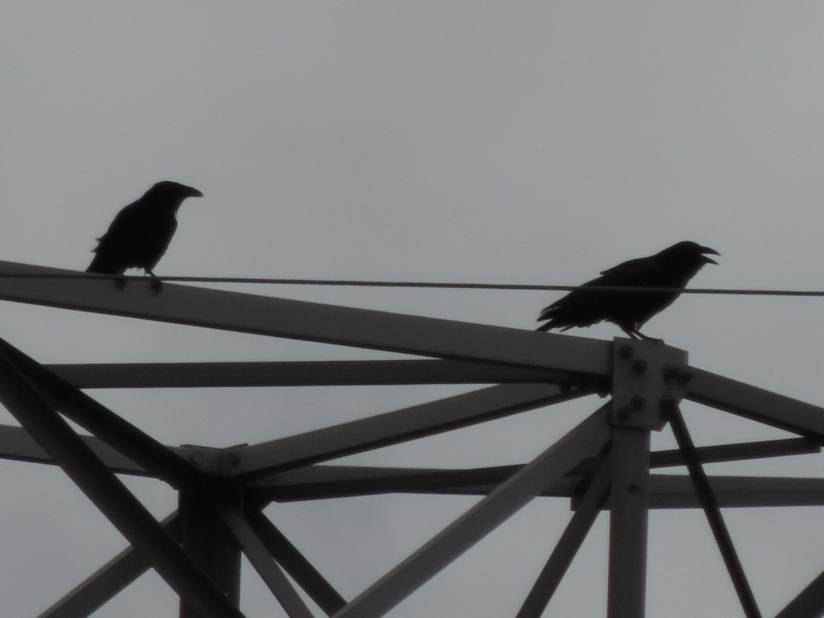 Хон хэрээ - ML598841341