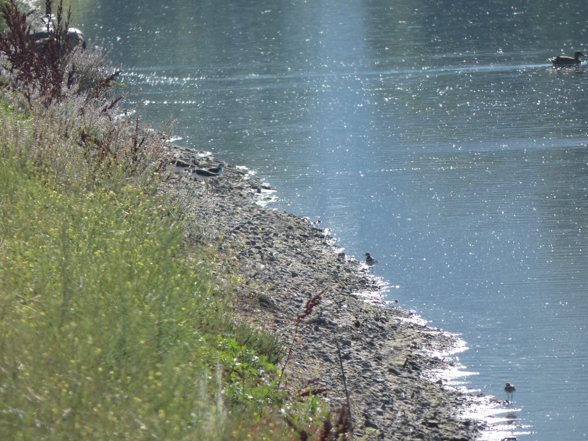 Killdeer - ML598842321