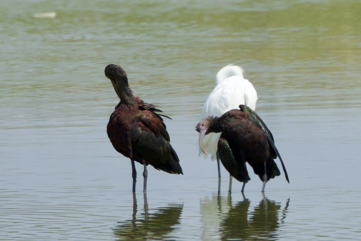 White-faced Ibis - ML598842381