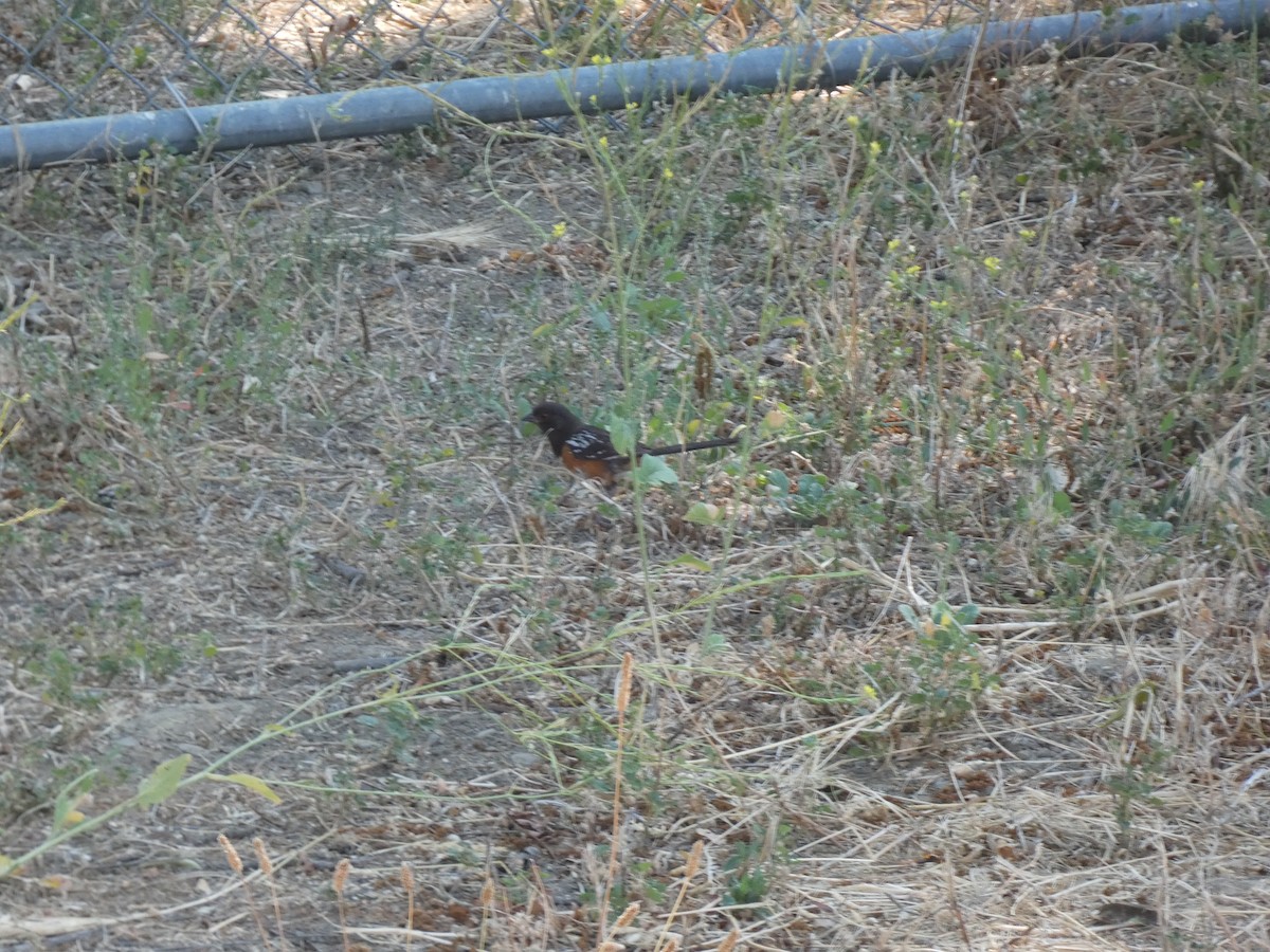Spotted Towhee - ML598842901