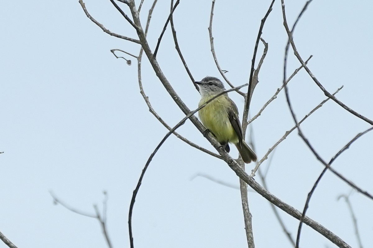 Sooty-headed Tyrannulet - Nancy Elliot