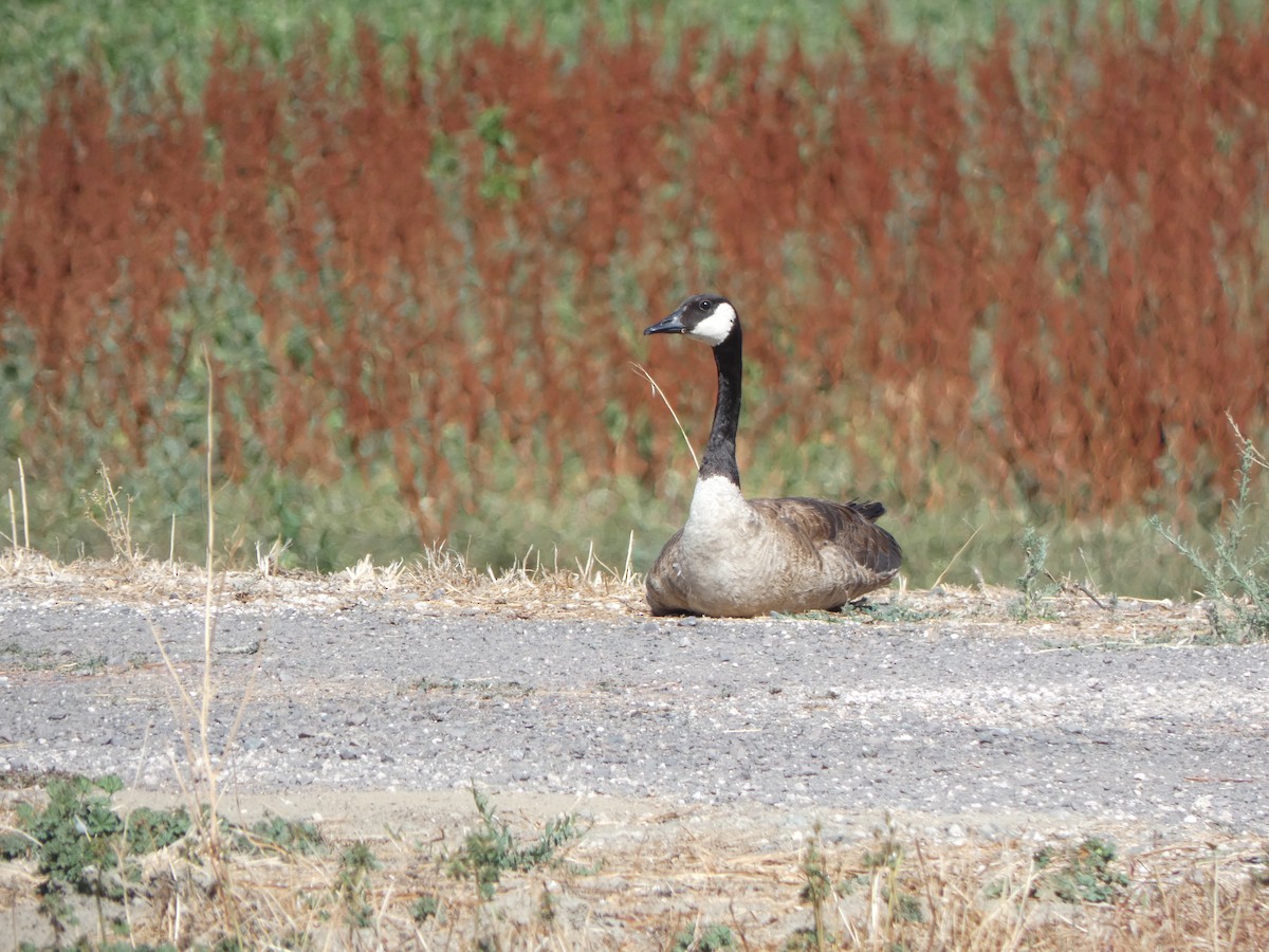 Barnacla Canadiense Grande - ML598843101