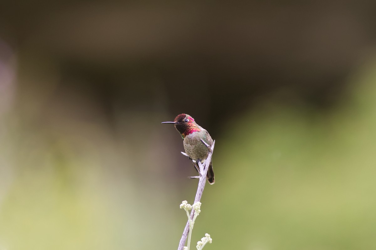 rødmaskekolibri - ML598844721