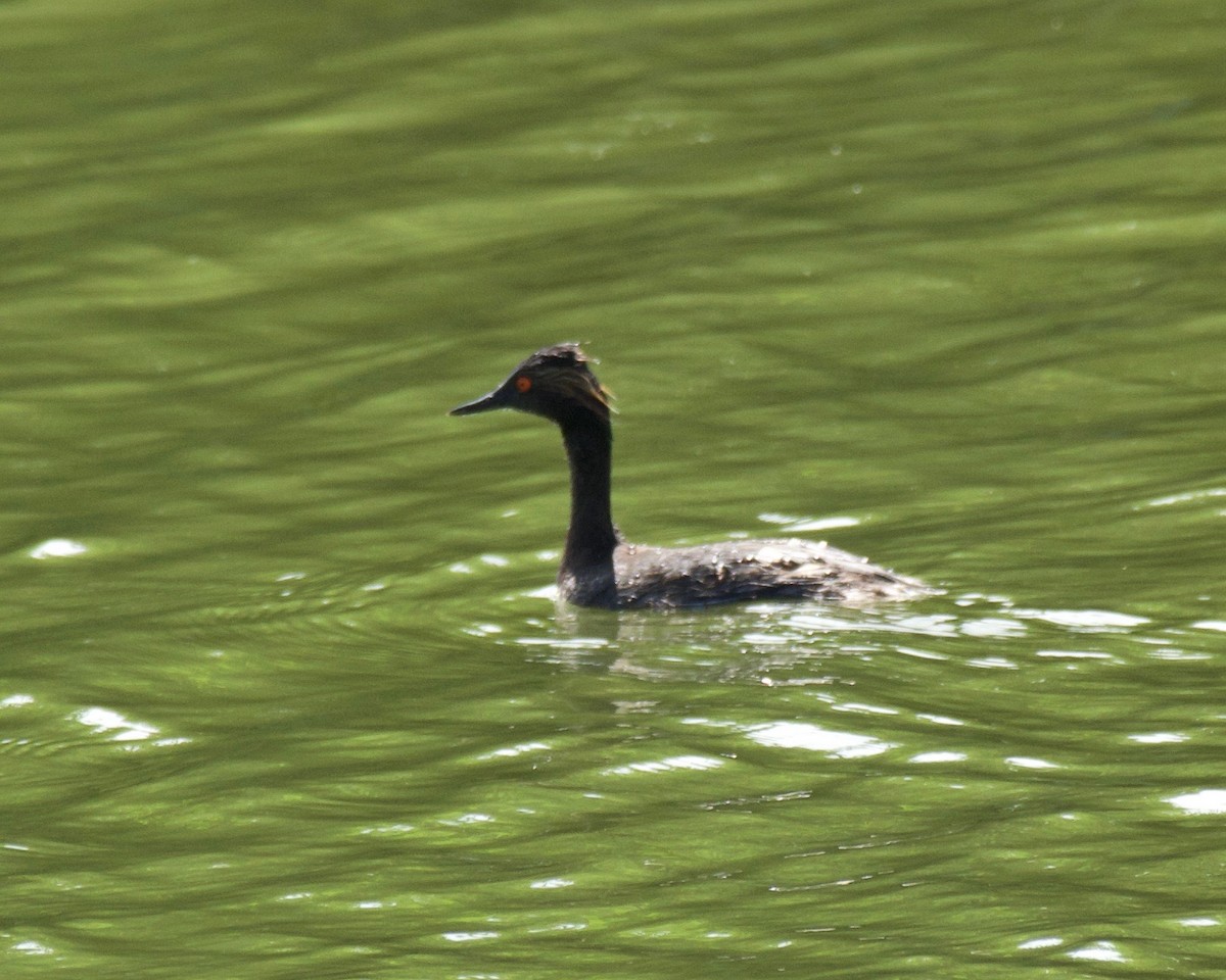 Халтар шунгуур - ML598844881