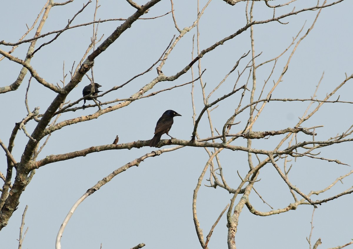 Common Grackle - ML598845081