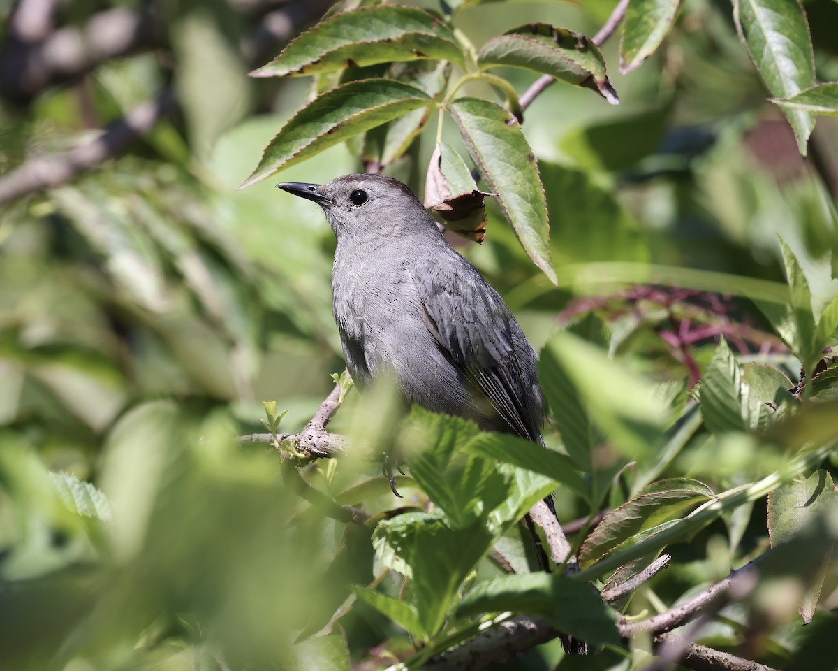 Gray Catbird - ML598845491