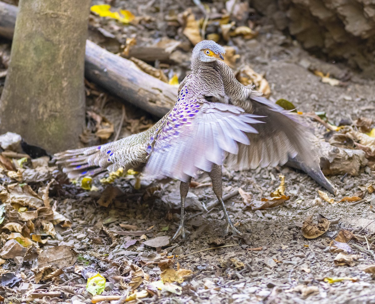 Gray Peacock-Pheasant - ML598846621