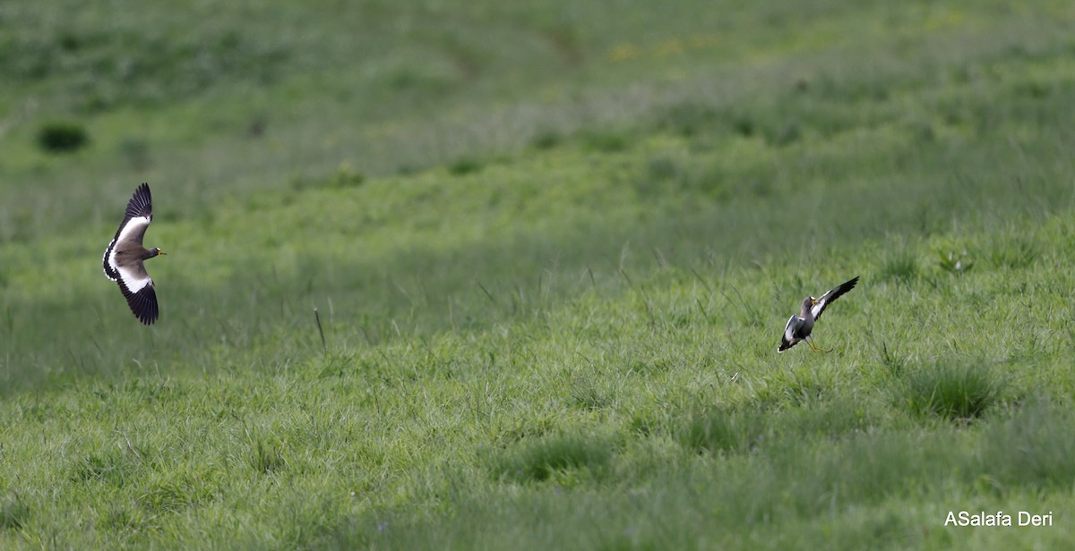 Wattled Lapwing - Fanis Theofanopoulos (ASalafa Deri)