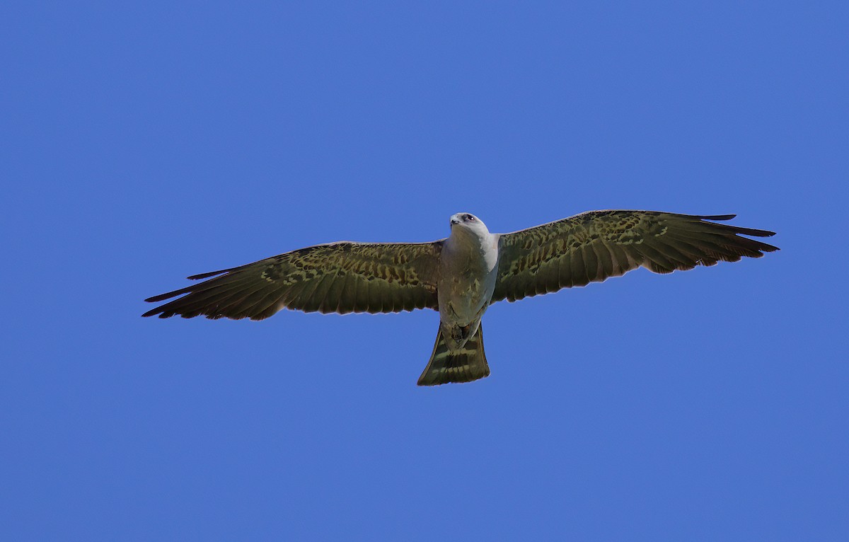 Mississippi Kite - ML598847731