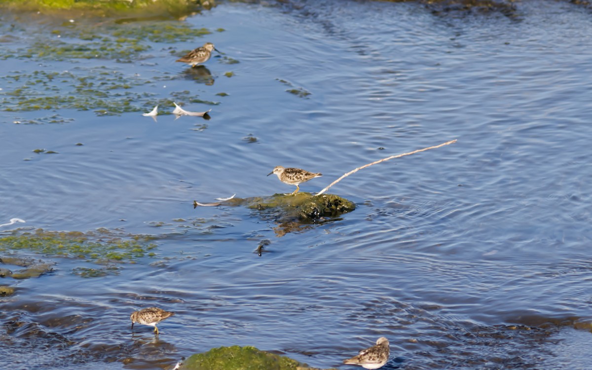 Wiesenstrandläufer - ML598847741